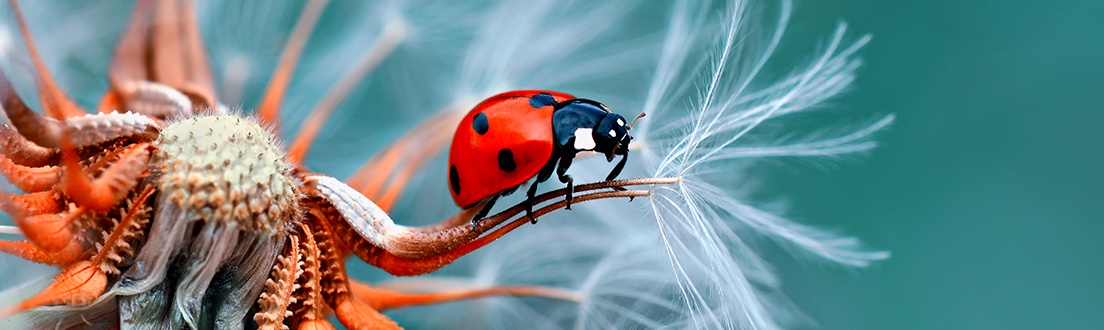 AdobeStock 121417091